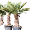 Trithrinax brasliliensis | 210cm