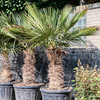 Trithrinax brasliliensis | 210cm