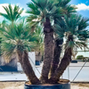 Trithrinax campestris - blauwe dadelpalm | 450 cm
