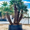 Trithrinax campestris - blauwe dadelpalm | 450 cm