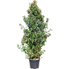 Viburnum tinus Spirit | 235 cm