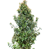 Viburnum tinus Spirit | 235 cm