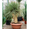Yucca linearifolia | 170 cm