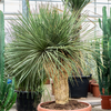 Yucca linearifolia | 170 cm
