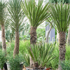 Yucca carnerosana | 220 cm