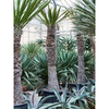 Yucca carnerosana | 270 cm
