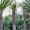 Yucca carnerosana | 270 cm