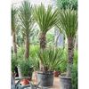 Yucca carnerosana | 220 cm