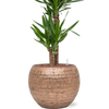 Yucca elephantipes | 101 cm