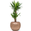 Yucca elephantipes | 101 cm