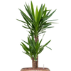 Yucca elephantipes | 101 cm