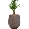 Yucca elephantipes | 111 cm