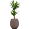 Yucca elephantipes | 111 cm
