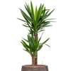Yucca elephantipes | 111 cm