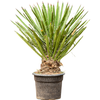 Yucca faxoniana | 155 cm
