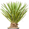 Yucca faxoniana | 155 cm