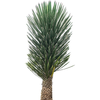 Yucca filifera | 180 cm