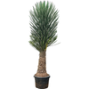Yucca filifera | 180 cm
