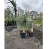 Yucca rostrata | 175 cm