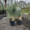 Yucca rostrata | 175 cm