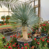 Yucca rostrata | 150 cm