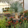 Yucca rostrata | 150 cm
