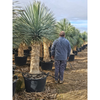 Yucca rostrata | 190 cm