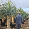 Yucca rostrata | 190 cm