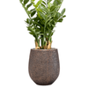 Zamioculcas zamiifolia  | 123 cm