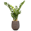 Zamioculcas zamiifolia  | 123 cm