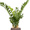 Zamioculcas zamiifolia  | 123 cm