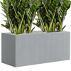 Zamioculcas zamiifolia | 72 cm