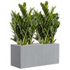 Zamioculcas zamiifolia | 72 cm