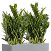 Zamioculcas zamiifolia | 72 cm