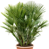 Chamaerops humilis vulcano | 115cm