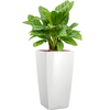 Aglaonema ‘Stripes’ | 90 cm