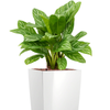 Aglaonema ‘Stripes’ | 90 cm