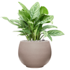 Aglaonema ‘Stripes' | 67 cm