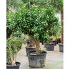 Citrus lemon citrusboom | 235 cm