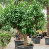 Citrus lemon citrusboom | 235 cm