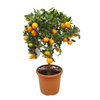 citrusboom sinaasappelboom | 180 cm