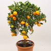 citrusboom sinaasappelboom | 180 cm