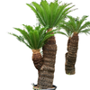 Cycas revoluta | 215cm