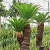 Cycas revoluta | 215cm