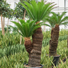 Cycas revoluta | 215cm