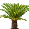 Cycas revoluta | 155cm