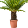 Cycas revoluta | 155cm