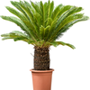 Cycas revoluta | 155cm