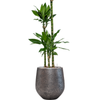 Dracaena fragrans ‘Burundii’ | 191 cm