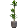Dracaena fragrans ‘Burundii’ | 191 cm